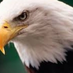 bjk kartal