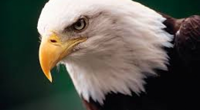 bjk kartal